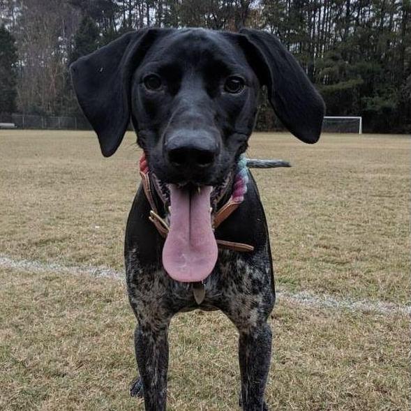 Moose approves this wedding website!