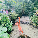 The Key West Butterfly and Nature Conservatory