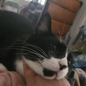Cat Toys and Treats Fund!!!