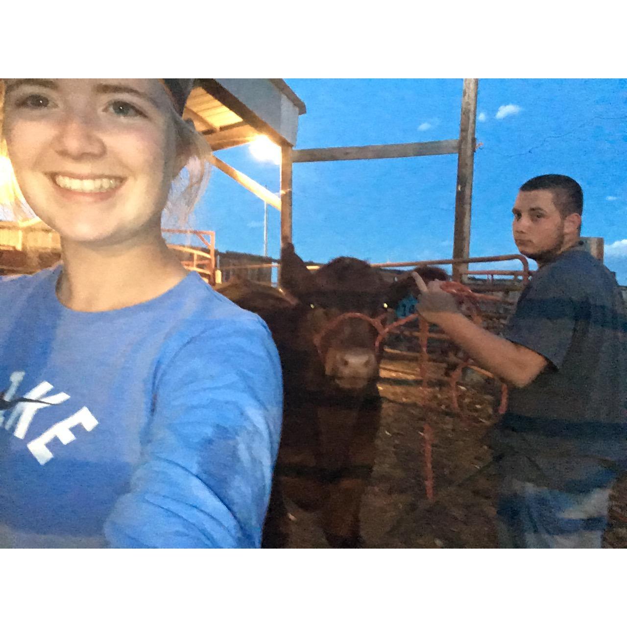 Letting steers out of the cooler at night