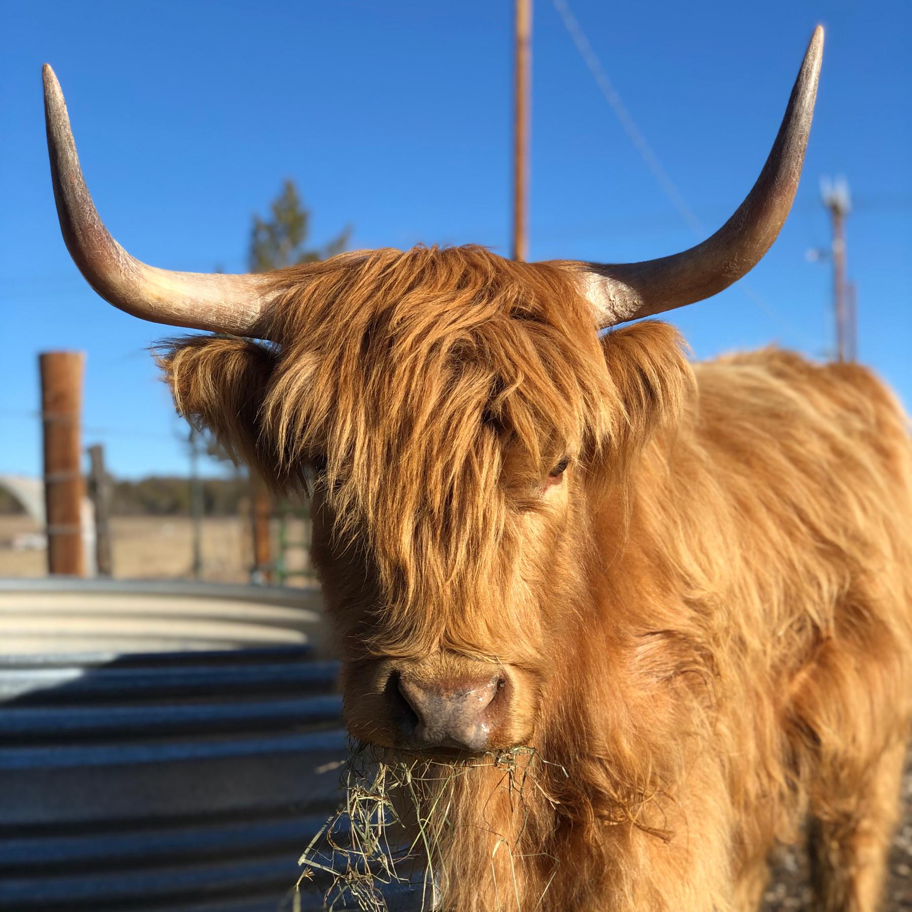 Dolly the Cow Needs a Friend