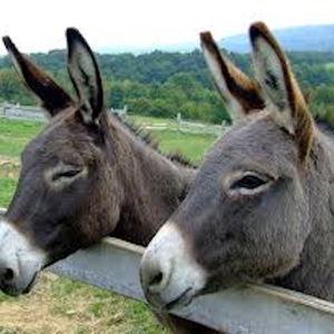 Our Miniature Donkey Fund