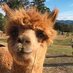 The Alpaca Loom Coffee Shop and Weaving Studio