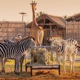 Dubai Safari Park