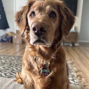 Year's Supply Of Pet Treats for Keelie