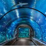 Shark Reef Aquarium at Mandalay Bay