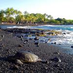 See Punalu’u Black Sand Beach