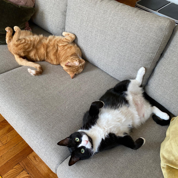 Pet Sitter For Our Honeymoon
