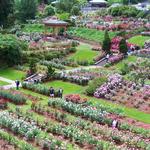 International Rose Test Garden
