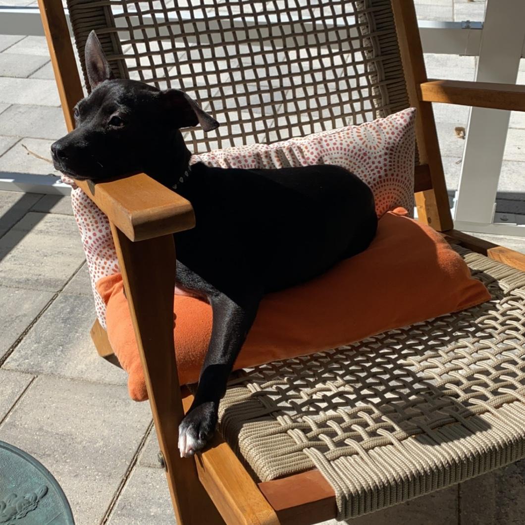 Scout sun bathin'