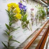 The Harvard Museum of Natural History