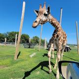 Drive-Through Safari