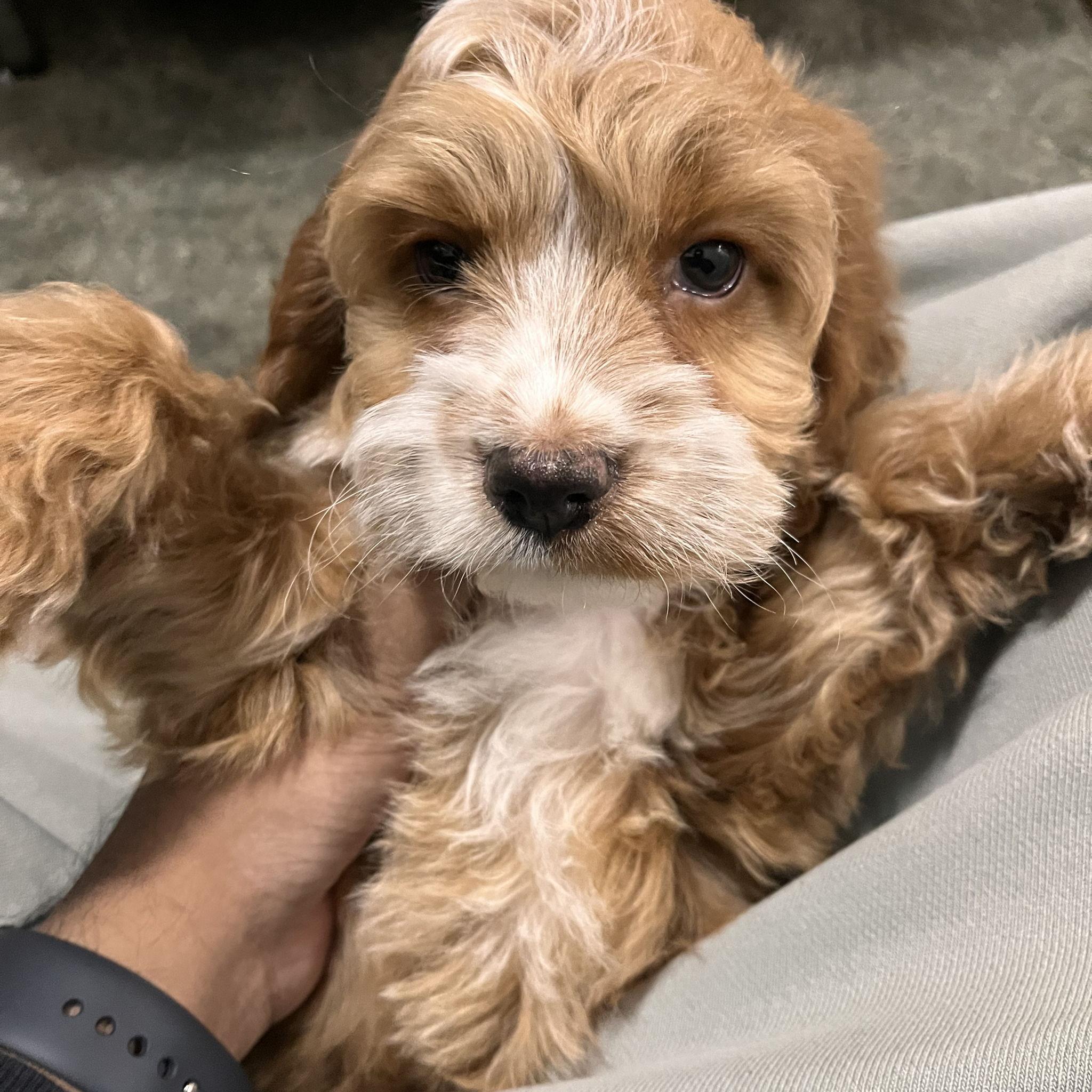 Our First Pet, Lola <3