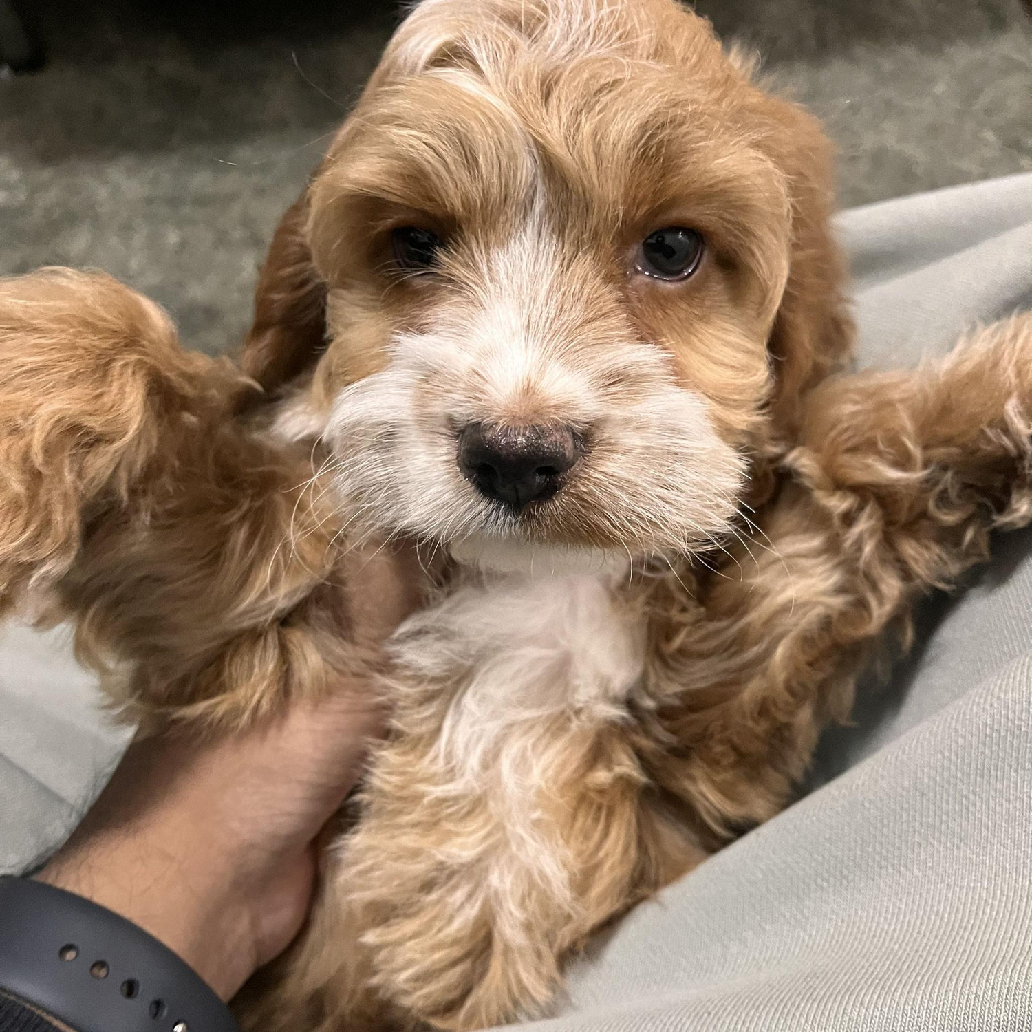 Our First Pet, Lola <3