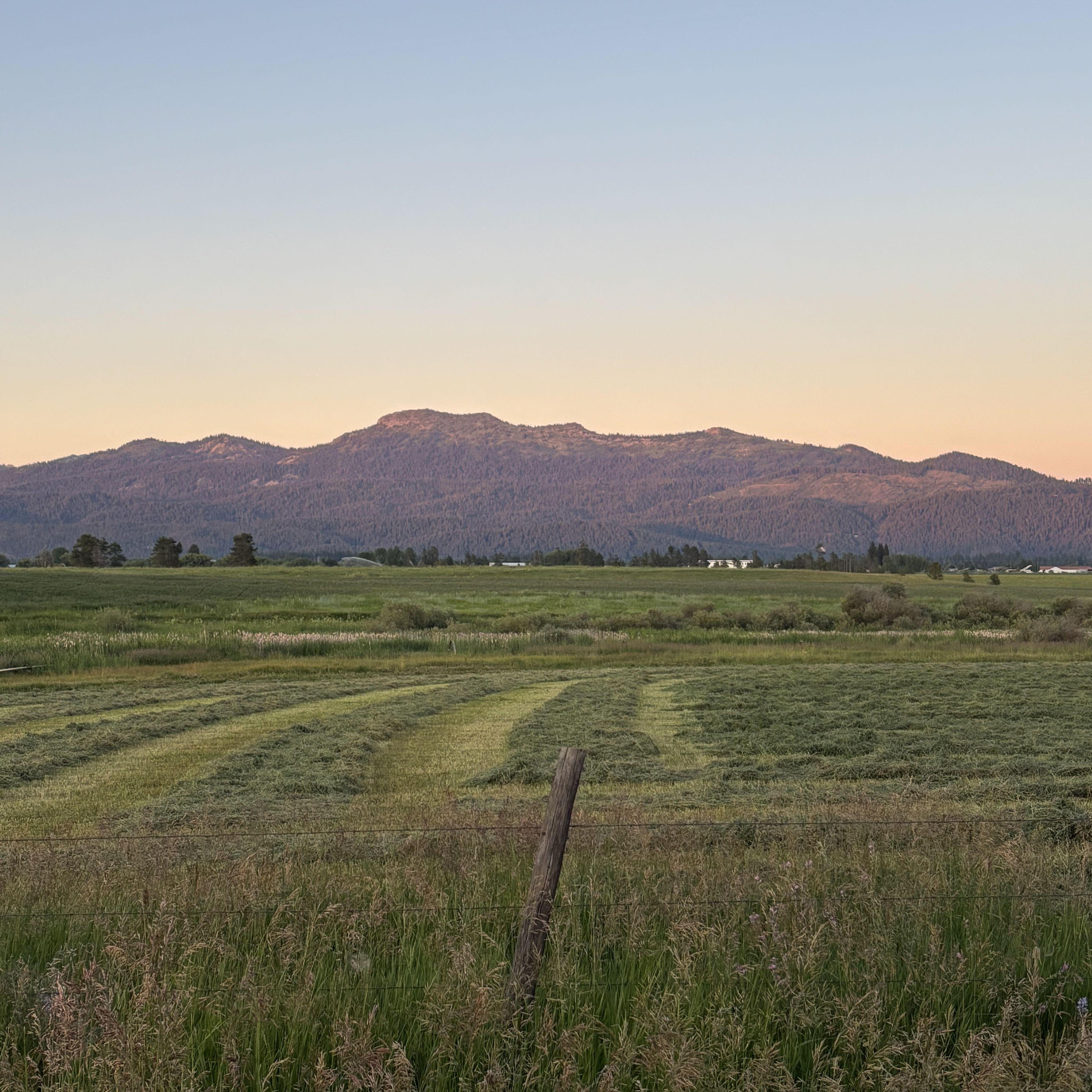 Near our house. McCall, July 2025.