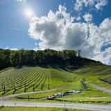 Stone Ashe Vineyards