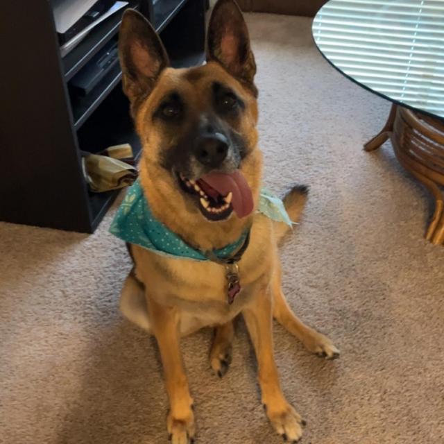 Year's Supply Of Pet Treats/Toys
