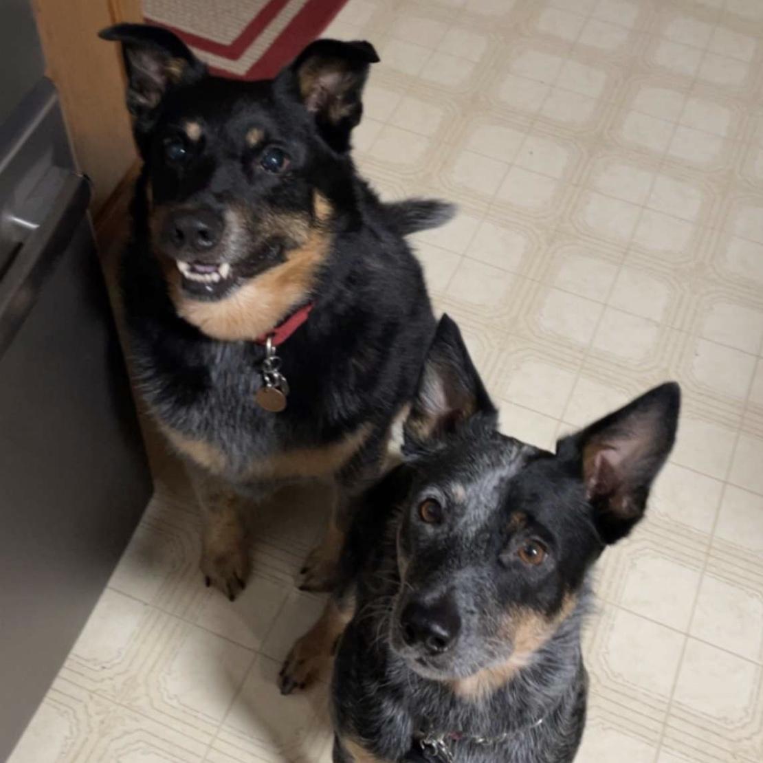 Our Pet Toy Fund