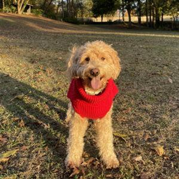 Treats & Toys Fund