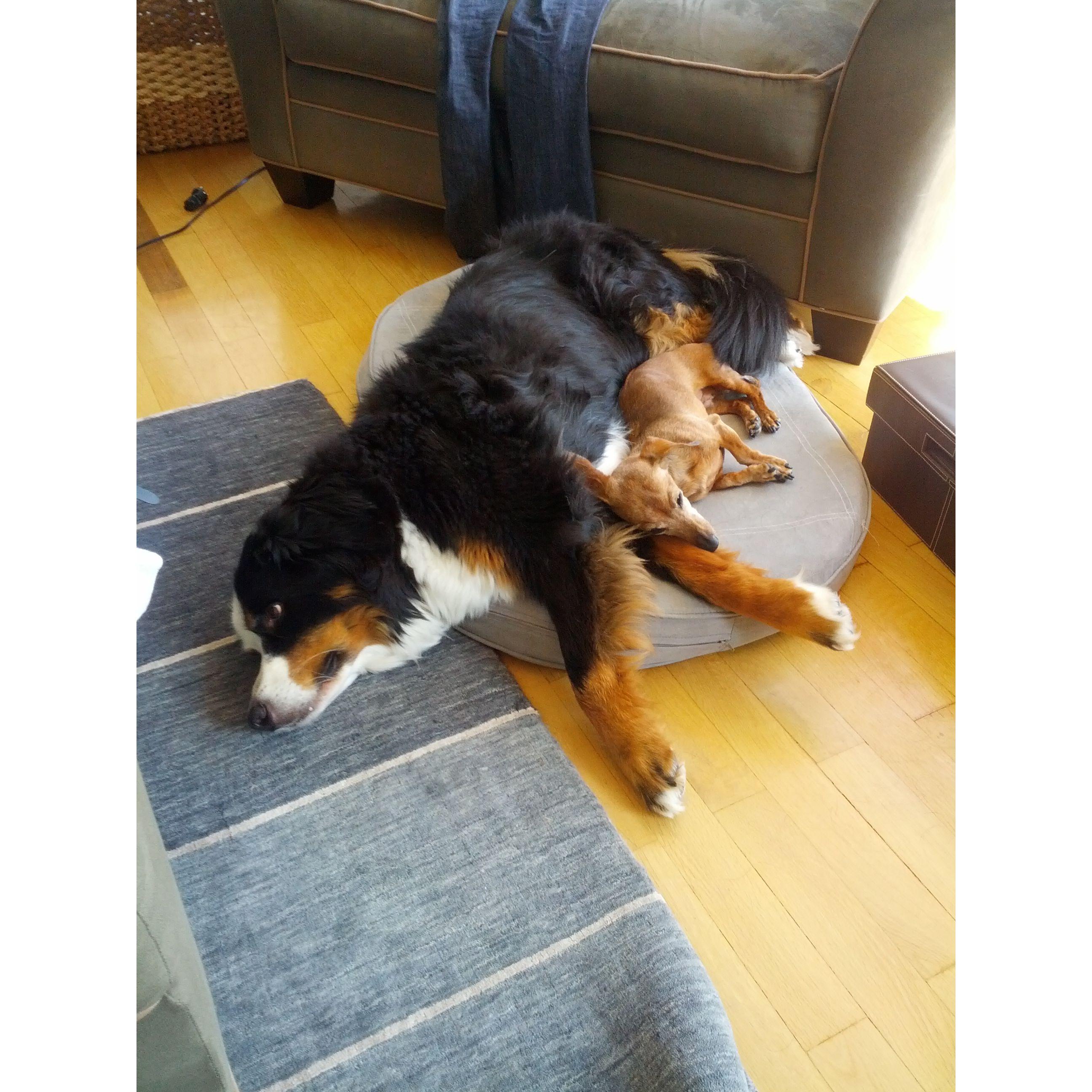 Linda always snuggling close to Tilly to keep warm, in our house in Germany