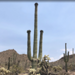 Saguaro National Park