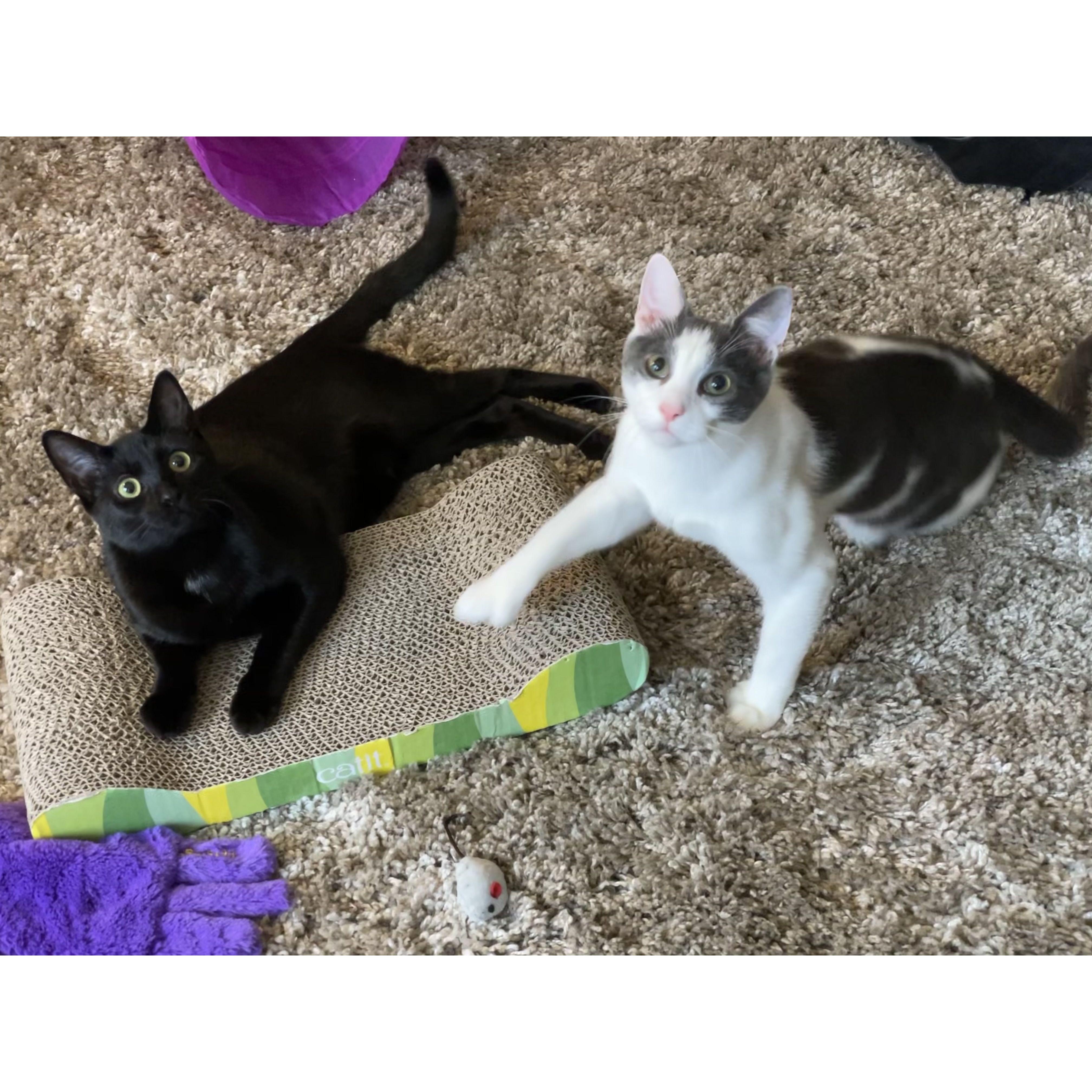 2020 We become cat mommies to Maui and Moana