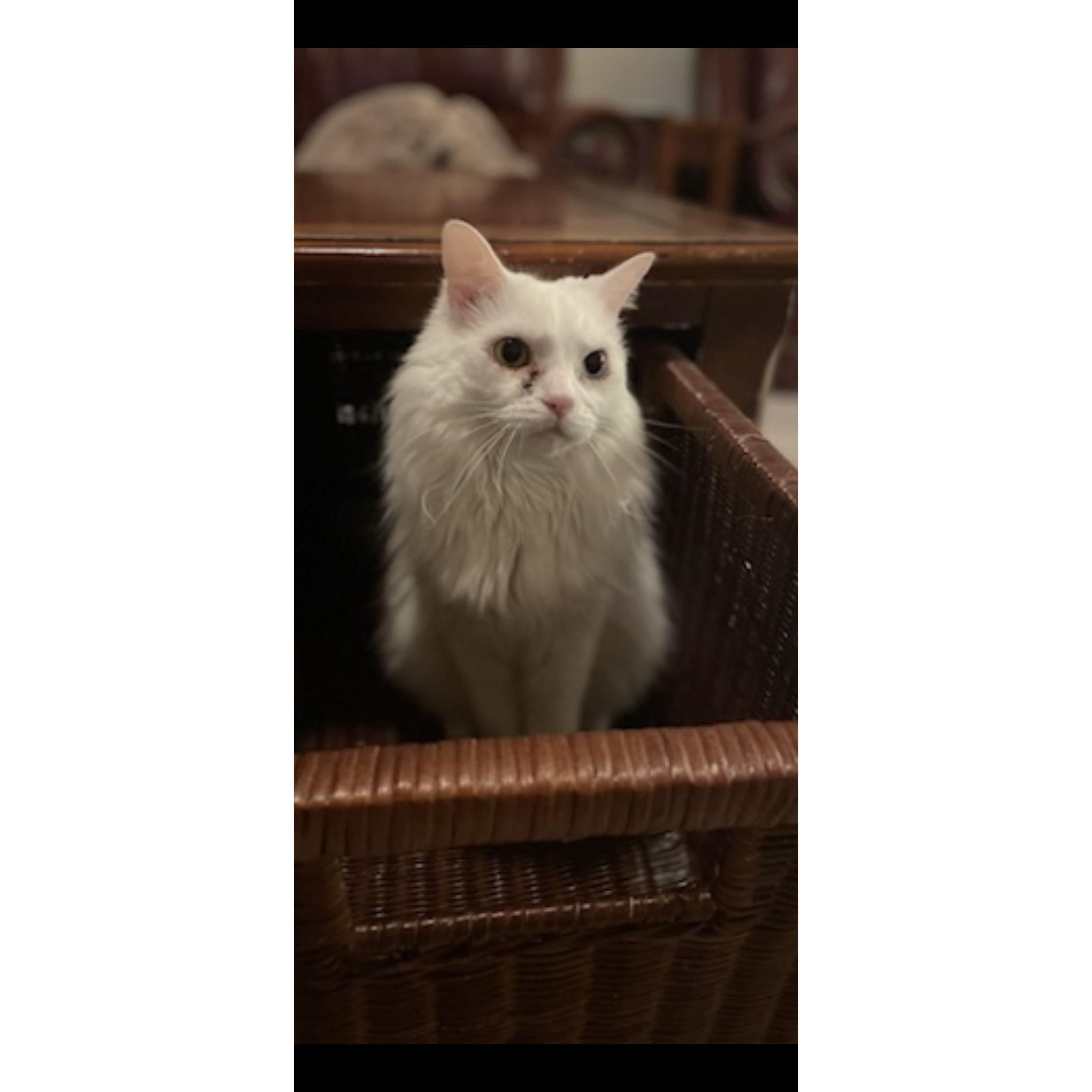 Moose started as just Josiah's cat, but now Emma has fallen in love!