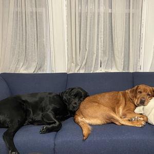 Angus and Olive Fund