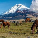 Cotopaxi