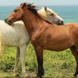 Esperanza Riding Company