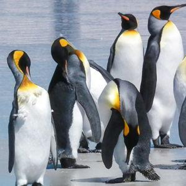 Volunteer Point King Penguin Rookery - Stanley / Falkland Islands