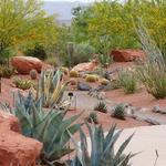 Red Hills Desert Garden