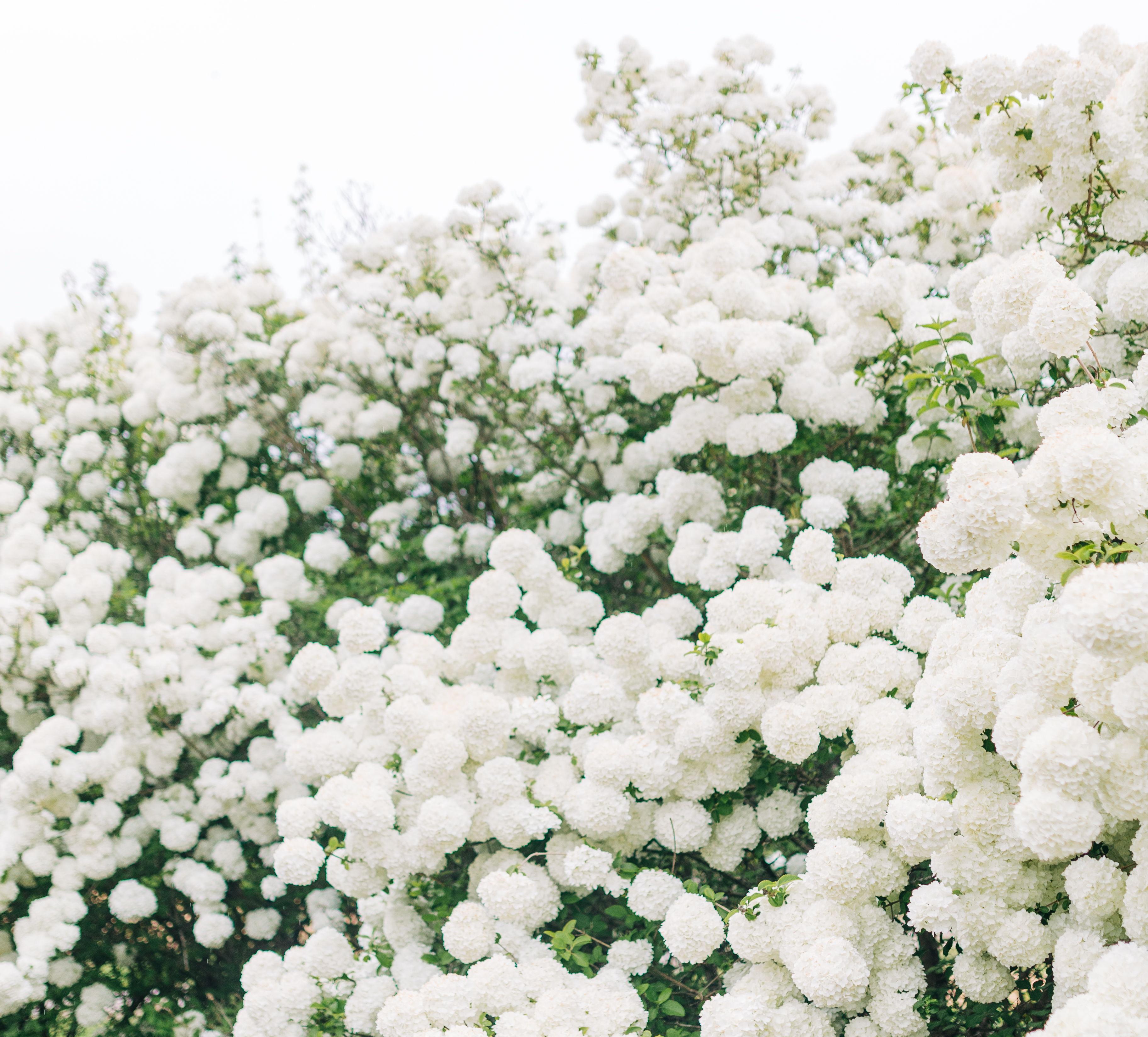 The Wedding Website of Grace Cushner and Willie Lackey