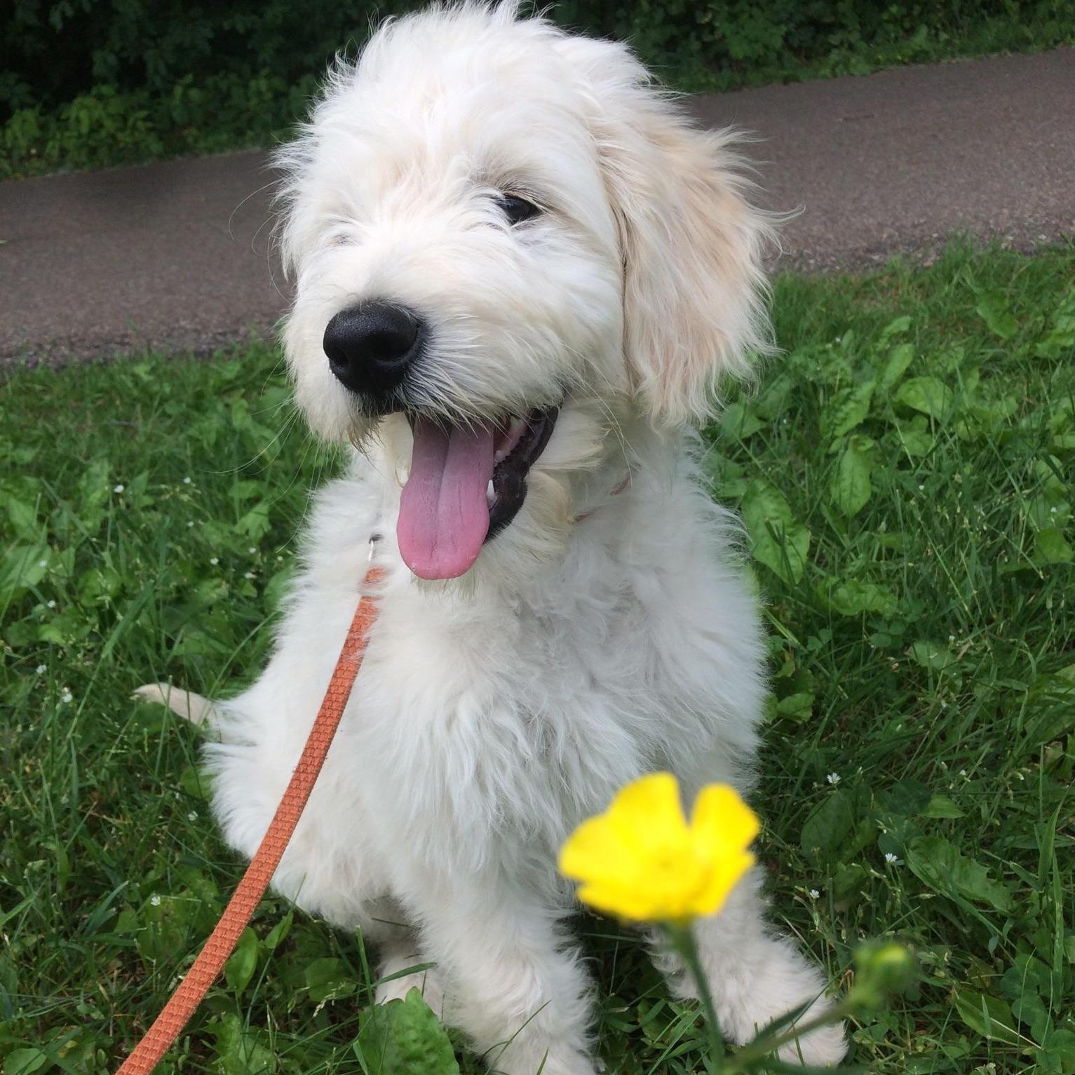 Our fur baby Llumi Spring 2018