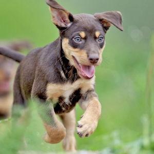 Kelpie Fund