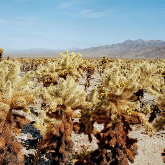 Among The Cholla