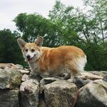 Visit Snaffles the Corgi