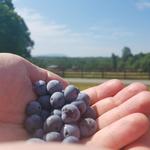 Blueberry Picking