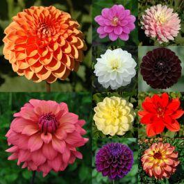 Cut Flower Collection