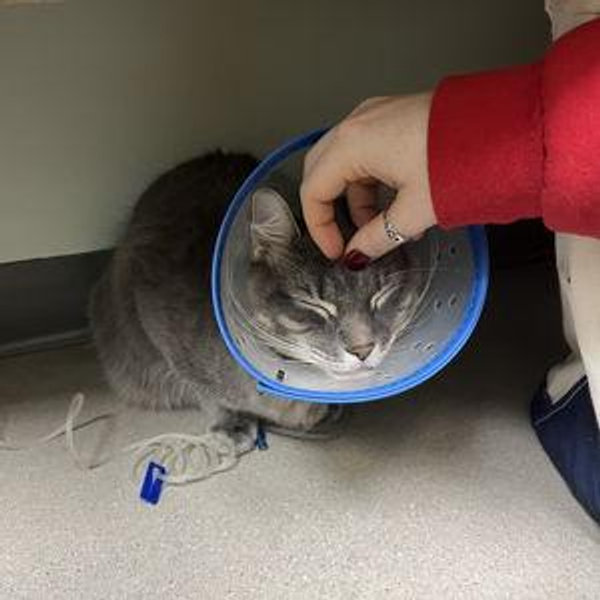 Beau's Recovery Fund