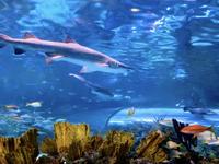 Ripley's Aquarium of the Smokies