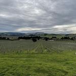 Waipara