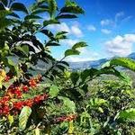 Coffee Time at a Coffee Farm