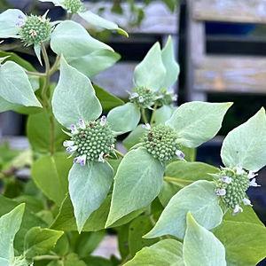 Native Plants Fund