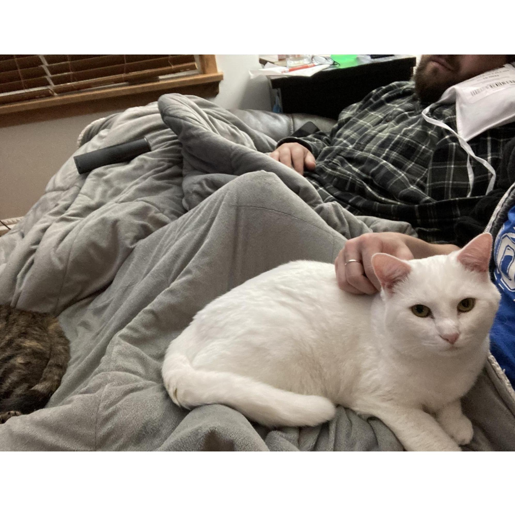 Surrounded by cats and healing from Tory's shoulder surgery.