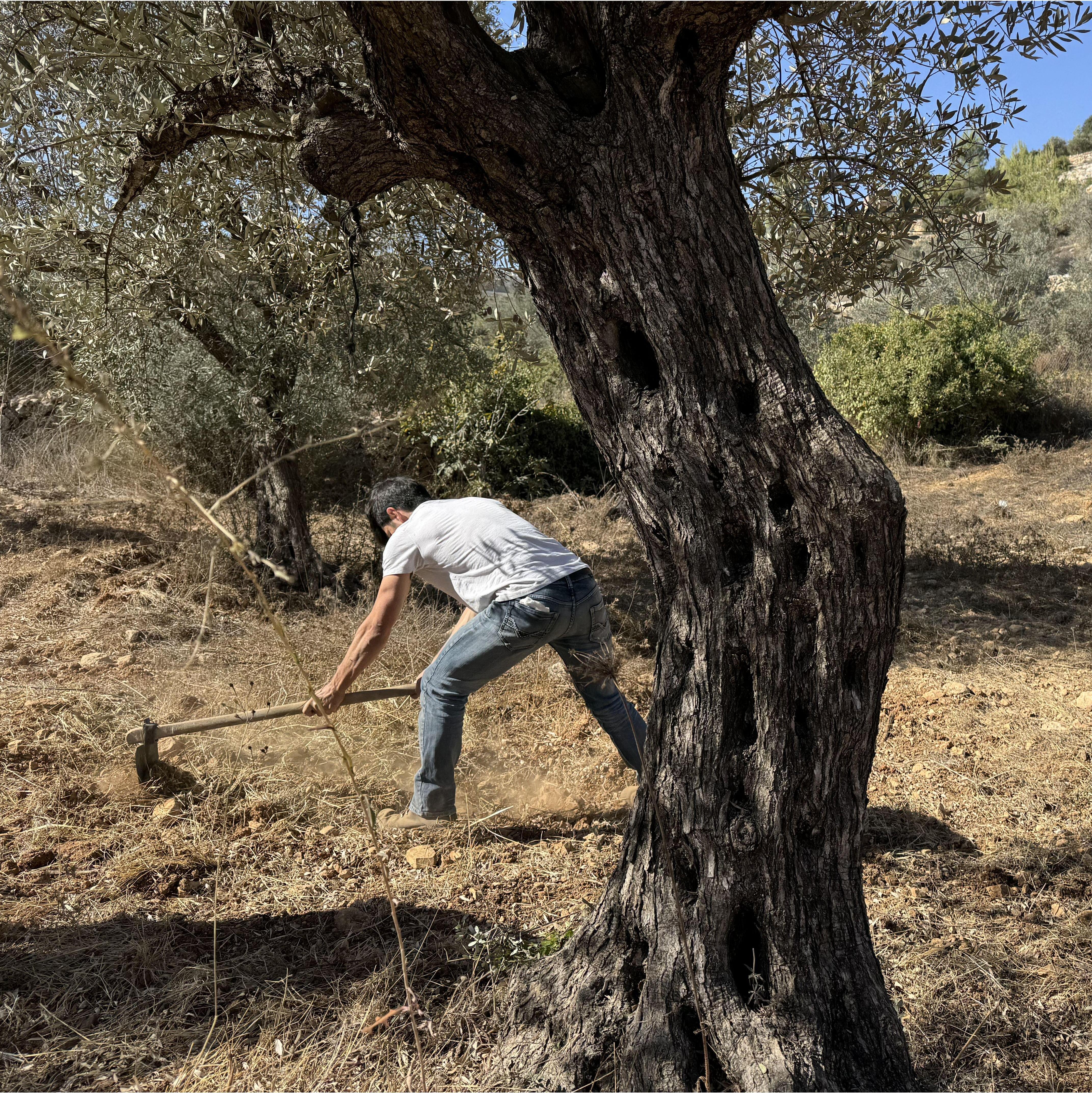 Our first "harvest" of olives in Bethlechem :) October 2024