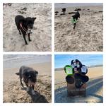 Dog Beach