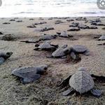 Release baby turtles at sunset