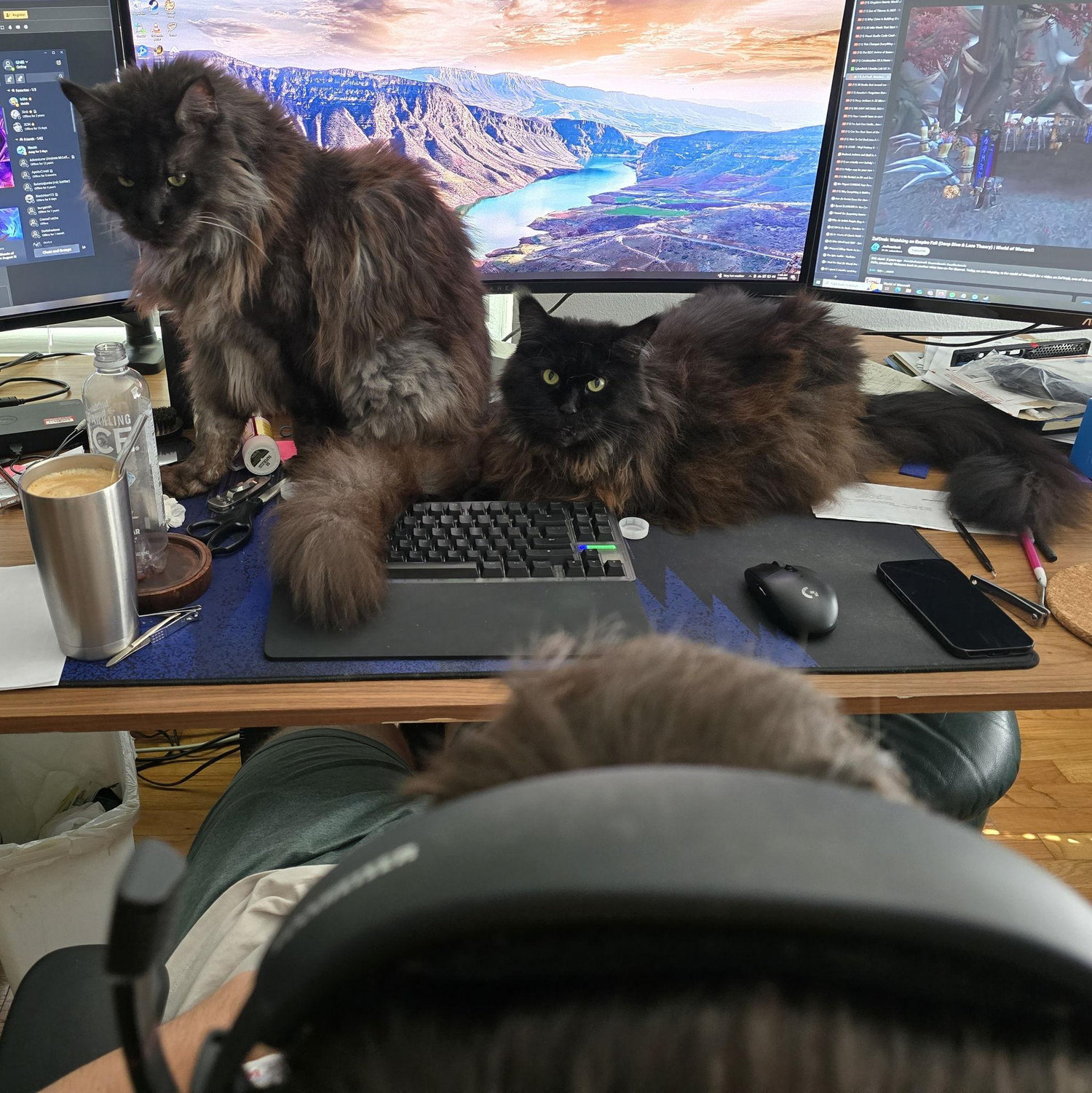 Full time cat dad
