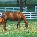 Horse Country Guide